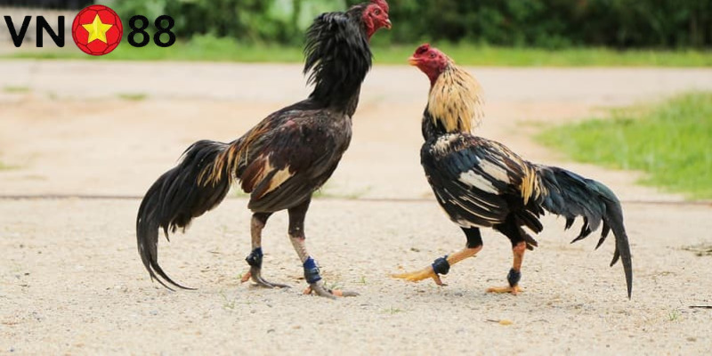 Cách nuôi gà đá bo lớn