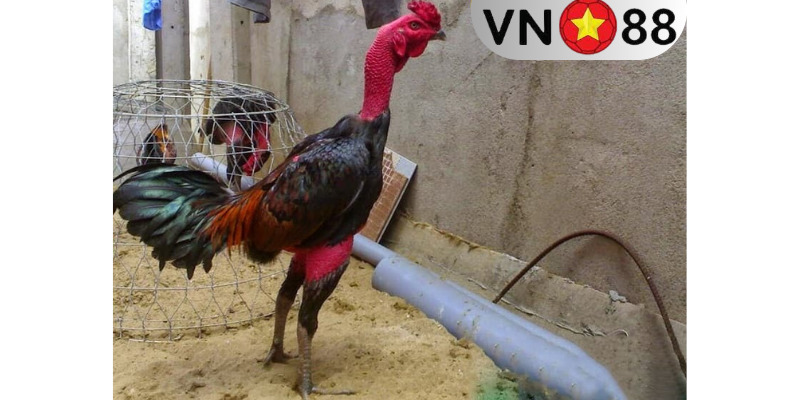 Gà đá bo lớn