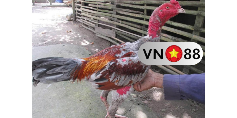 Cách nuôi gà đá bo lớn