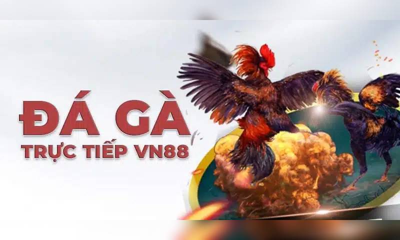 Đá gà VN88